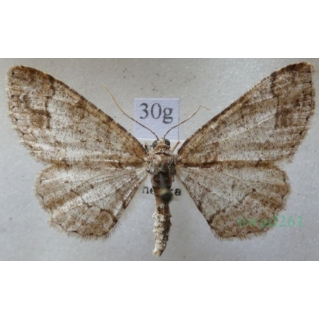 Paradarisa consonaria (Hübner, 1799) male Przylepek zgodniak Czech30g